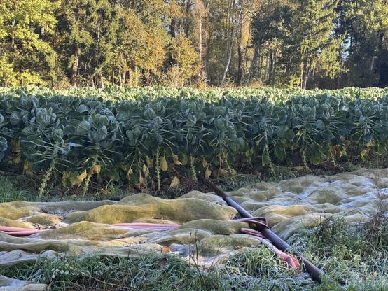 Ein frostiges Rosenkohlfeld ist sichtbar, mit üppig grünen Pflanzen im Vordergrund und Bäumen im Hintergrund.