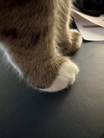 Ein Nahaufnahmebild einer vorderen Katzenpfote mit brau-schwarz getigertem Fell und mit weißen Spitzen.