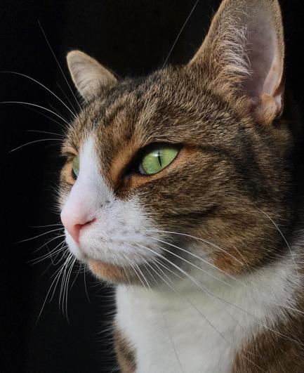 Nahaufnahme eines Katzengesichtes mit hellen, grünen Augen, einer Mischung aus braunem und weißem Fell rund um Mund und Nase und markanten Schnurrhaaren vor einem schwarzen Hintergrund.