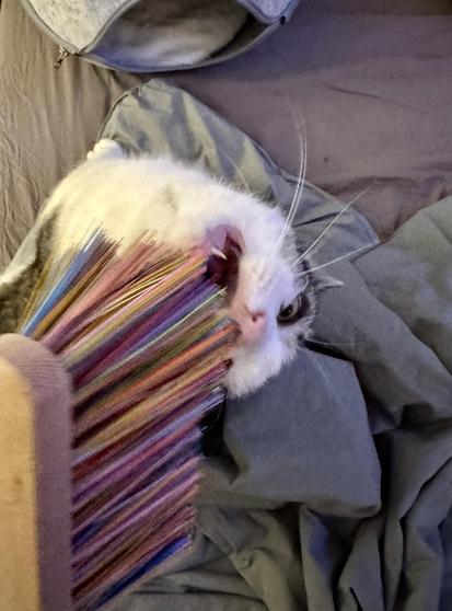 
Eine Katze spielt mit einem Besen der bunten Plastikborsten. Sie reibt sich daran und will in die Borsten beißen, dabei sind ihre langen Eckzähne zu sehen.