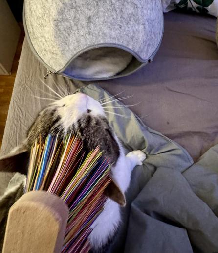 Die selbe Katze mit dem selben Besen lässt sich mit diesem den Kopf kraulen. Im Hintergrund ist ihre Schlafhöhle zu sehen die aussieht wie eine Schildkrötenpanzer aus Filz