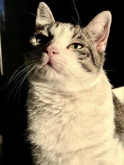 Eine Nahaufnahme des Gesichts einer Katze, mit einer Mischung aus weißem und grauem/schwarzen Fell. Sie wird von weichem Sonnenlicht vor einem dunklen Hintergrund beleuchtet, die Nase glänzt rosa