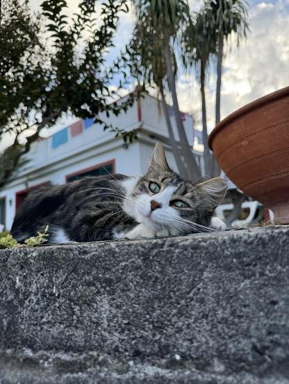Eine gestreifte Katze liegt auf einem Steinvorsprung mit dem Kopf auf den Pfoten, die Augen schauen neugierig in Richtung Kamera. Im Hintergrund gibt es Bäume, Palmen und ein Haus mit bunten Fenstern. Weiche Wolken sind am Himmel sichtbar