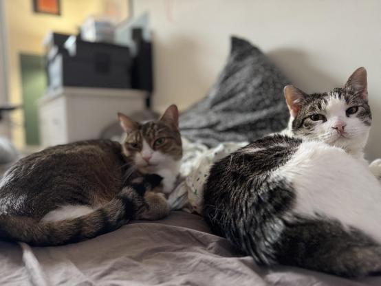 Zwei Katzen liegen zusammen auf einem Bett. Einer ist braun mit weißen Flecken und der andere ist hauptsächlich weiß mit grauen Markierungen. Der Hintergrund umfasst eine verschwommene Sicht auf einen Raum mit Möbeln und weichen Möbeln.beide schauen in Richtung Kamera